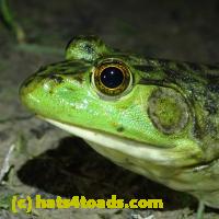 /home//u458753944/public_html/sourcegallery//Frogs/More bullfrogs/P6080134.JPG